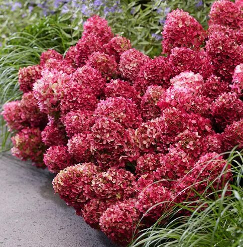 Zemā hortenzija 'Petite Cherry'
